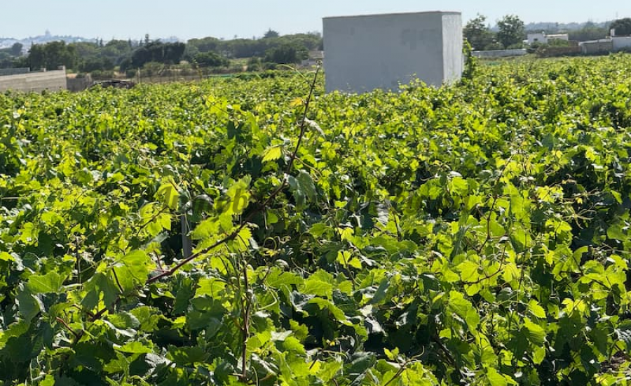 Finca segregada  de 5.500 m2 con viñedo en producción zona Venta Tocino 